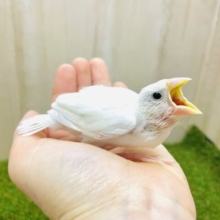 最新画像になりますよ！いっぱい食べて大きくなるんだもん！！　白文鳥