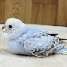 ふんわりやさしい雰囲気です☁️セキセイインコ(イエローフェイスシナモンオパーリン) ヒナ
