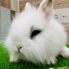 もふほわ♡アイラインが素敵なライオンラビット