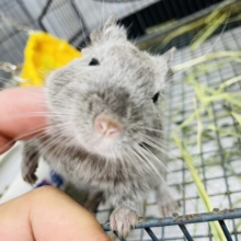 可愛いすぎる動画撮れました！優しい雰囲気の元気っコ☆デグーのシルバー