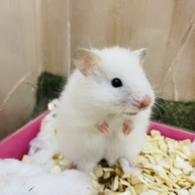 ちょっと待って！ワタアメ発見！お気に入りのご飯はあげないよ〜！　長毛ハムスター　白　女の子