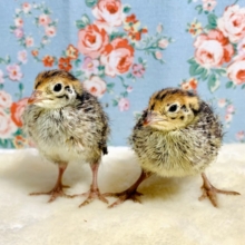 並ウズラ  ヒヨコ  2羽入舎です🐥🌿.ﾟ･*  4/1