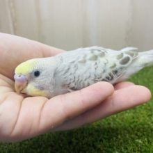 最新画像になりますよ〜⭐️レア✨ふんわり不思議カラー💫　セキセイインコ　イエローフェイスシナモンオパーリン