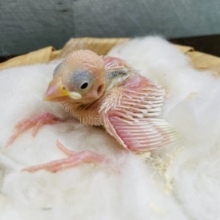 ヒナヒナな食いしん坊さん！！白文鳥！