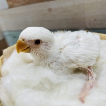 真っ白キュートな天使ちゃん！コザクラインコのアルビノ！