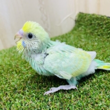 最前線スタンバイ！主役はわたし！　セキセイインコ　パステルカラーレインボー