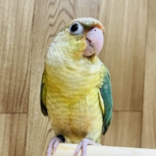 【最新動画更新🪄甘えんぼになってきた〜♪】美形さん♡にっこり笑顔のウロコインコ(ブルーパイナップル)