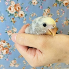 大人気のパイド❤︎手乗りコザクラインコ(バイオレットパイド)のヒナちゃんです❤︎