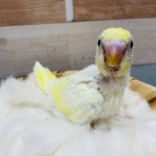模様が少なくて可愛らしいたまごちゃん！セキセイインコのパステルレインボーパイド！