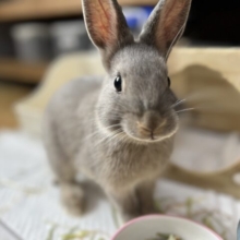 ネザーランドドワーフラビット(ブルーオター)入荷しました❤