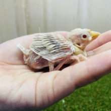 あわ〜い雰囲気がたまらない！！　シナモン文鳥