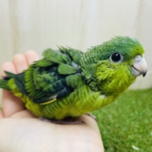 前のめりに〜アピールしてくぞ〜！　サザナミインコ　ノーマル