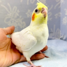 大人気❗️オカメインコ(ルチノー) 2023年3月生まれ