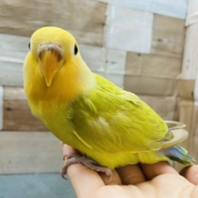 最新画像アリ☆明るく淡い色合いの可愛いコ！コザクラインコのシナモン系！