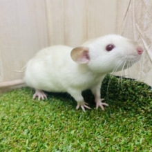 メラメラにかわいいレアカラー！！ふんわりラットくん！　ファンシーラット　男の子　