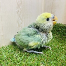 最新画像になりますよ‼️フレッシュアイドル⭐️コザたん⭐️ コザクラインコ　タイガーチェリー