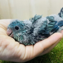 ⭐️大注目⭐️なんとなんと再びレアカラーさんになります✨　サザナミインコ　ターコイズ