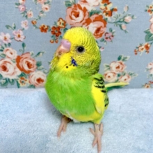 セキセイインコ  イエロースパングルパイド  🍋 .*゜  4/8
