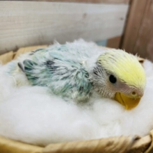 明るい綺麗なグリーンがチャームポイント！コザクラインコのシーグリーン！