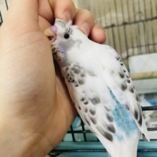 最新画像になりますよ！！ゴマ塩カラーのセキセイインコさん来ましたよ〜