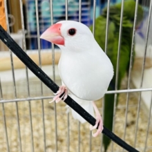 まっしろけぇ〜☆1人餌白文鳥の男の子います