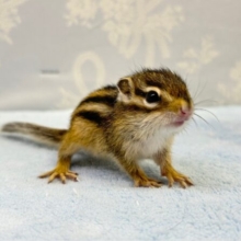 かわいい💖シマリス 2023年4月生まれ