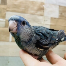 最新画像更新☆ぽてっとした体型が可愛すぎますっ！サザナミインコブルー☆