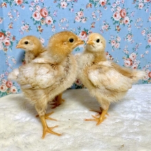 ボリスブラウン  ヒヨコちゃん🐥🐥入舎しましたー！🐤♥