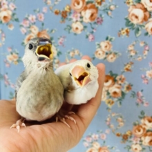 最新画像🌟桜文鳥さん🌸白文鳥さん🤍在舎しております🌟