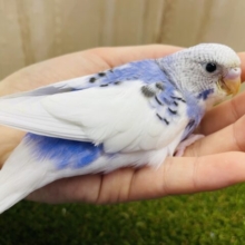 最新画像になりますよ‼️ピュアな感じで甘めのアプローチ💠　セキセイインコ　パイド　
