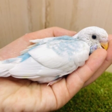 ワナビー！1番可愛くなりたい🫶　セキセイインコ　スパングルパイド