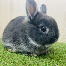 艶のあるブラックうさぎさん🐰　ネザーランドドワーフ　ブラックマーチン