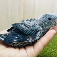 輝く青🦋大注目サザナミインコさん！　サザナミインコ　ブルー系