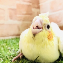 大定番カラー　オカメインコ　Ｒ５　４／１２撮影