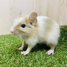 ほっぷすてっぷはいじゃ〜んぷ⭐️ デグー　サンドパイド　男の子