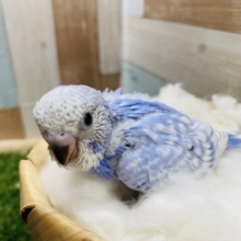 青空のようなお色の可愛いコ！セキセイインコのスパングル！