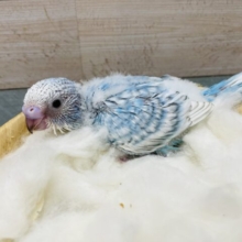 青空のように美しい！！セキセイインコのスパングル！
