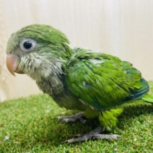 いっぱい甘えさせて〜💓可愛いが盛りだくさん！　オキナインコ　ノーマル