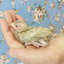 美しく華麗に成長するよ❤︎シナモン文鳥のヒナちゃんです🫶🏻