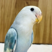 【最新画像更新🪄ヒナえさ卒業間近！】ハムっと優しい咬み方☆～～　コザクラインコ　ブルーオパーリンパイド～～