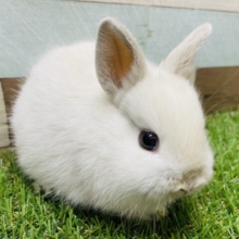 真っ白黒目の激カワなうさぎさん！ネザーランドドワーフのフロスティ！