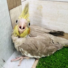 くりくりお目目のオカメインコ（シナモン）入舎です