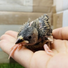 まだヒナヒナちゃんです！人気カラーの桜文鳥🌸