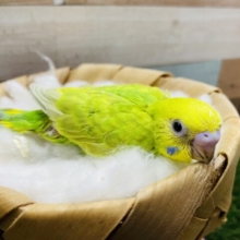 おっとりしているヒナさんです！セキセイインコのスパングル！