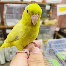 最新画像アリ♪ヒナ餌卒業‼️明るいお色で可愛いコ！！マメルリハインコのアメリカンイエロー！