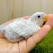 👼🤍レアカラー🤍👼シロボタンさん登場です❗️ シロボタンインコ