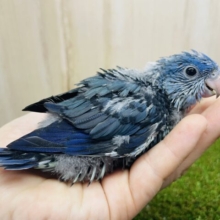 むむむ！深海に居そうだって！？深めなブルーのサザナミさん！　サザナミインコ　コバルト