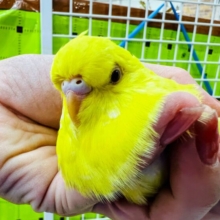 画像更新☆むっちむち！慣れてきました♡ジャンボセキセイインコ（ルチノー）