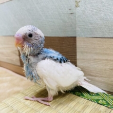 白に水色爽やかですよ〜♪セキセイインコパイドカラー！