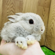 お顔がかわいい！！！！ネザーランドドワーフ